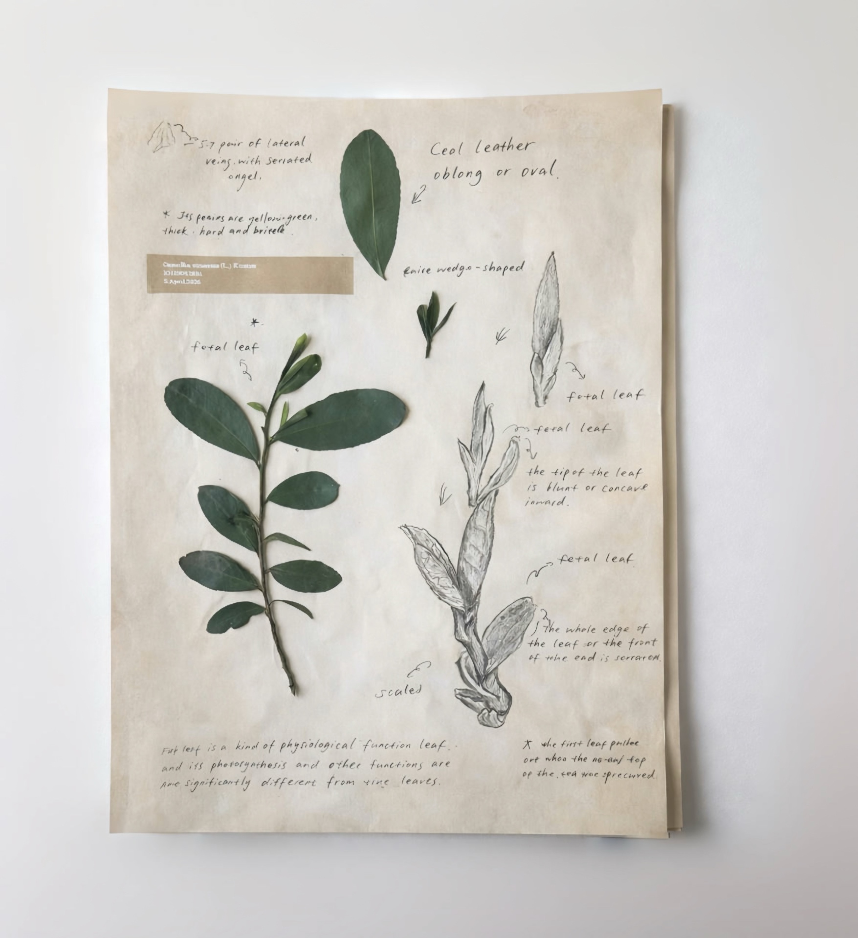 Pourquoi le thé de printemps est meilleur : comprendre la feuille